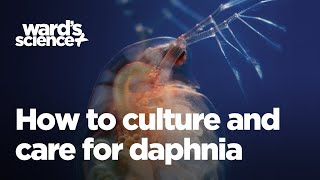 Caring and Culturing for Daphnia [upl. by Annaigroeg]