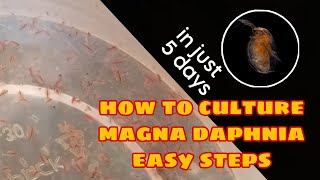 How to Culture Magna Daphnia Easily [upl. by Oak]