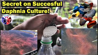 How to Culture Daphnia Successfully [upl. by Akinehc]