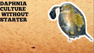 HOW TO CULTURE DAPHNIA NATURALLY WITHOUT A STARTER [upl. by Ehcadroj]