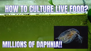 How to Culture Daphnia Secret Method to Breed MILLIONS  Simply Aquatic [upl. by Ardeahp]