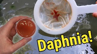 How I Culture Daphnia In Outdoor Tubs [upl. by Ahsinotna304]