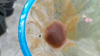 How to culture daphnia moina in a small container Part 1 English Subtitle [upl. by Akirdnuhs]