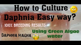 Daphnia MagnaHow to Culture Daphnia Easy wayCulturing Daphnia using Green water Daphnia [upl. by Aridni]