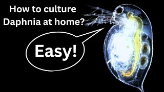 BEST Live Fish Food Beginner guide How to Culture Daphnia at home [upl. by Eelyah]