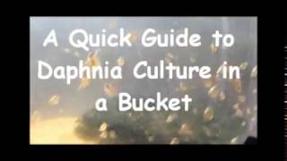 How to culture daphnia outside [upl. by Eenel]