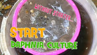 How to culture daphnia moina the easy way 1  Starting the Daphnia culture [upl. by Atoiganap]