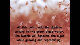 Daphnia  How to grow daphnia in your home [upl. by Ania]