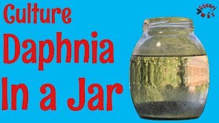 How to Culture Daphnia in a Jar [upl. by Ainet954]