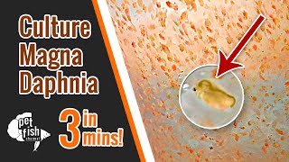 How to culture DAPHNIA MAGNA  The easy way [upl. by Enelyad]