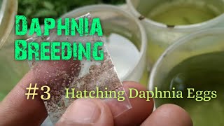 Daphnia Culture made simple and easy 3  Hatching Daphnia eggs [upl. by Nuawad823]