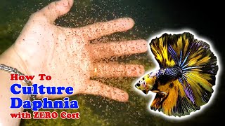 How to Culture Daphnia with ZERO Cost  Unlimited Live Food For Our Fish [upl. by Ilrahc]