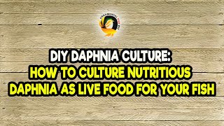 DIY Daphnia Culture How to Culture Nutritious Daphnia as Live Food for Your Fish [upl. by Minnaminnie257]