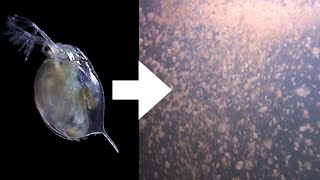 How I Culture Daphnia [upl. by Sholem662]