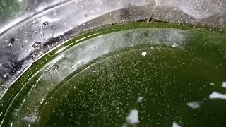 DAPHNIA MOINA CULTURE IN A SMALL BUCKET [upl. by Adnylem]