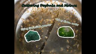 How To Culture Daphnia and Moinas using Green Water Spirulina powder [upl. by Shanks]