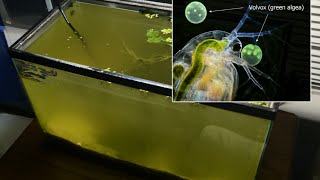 Raising Daphnia for the Freshwater Aquarium [upl. by Llerdnam]