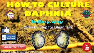 HOW TO CULTURE DAPHNIA In Easy Way [upl. by Koziel]